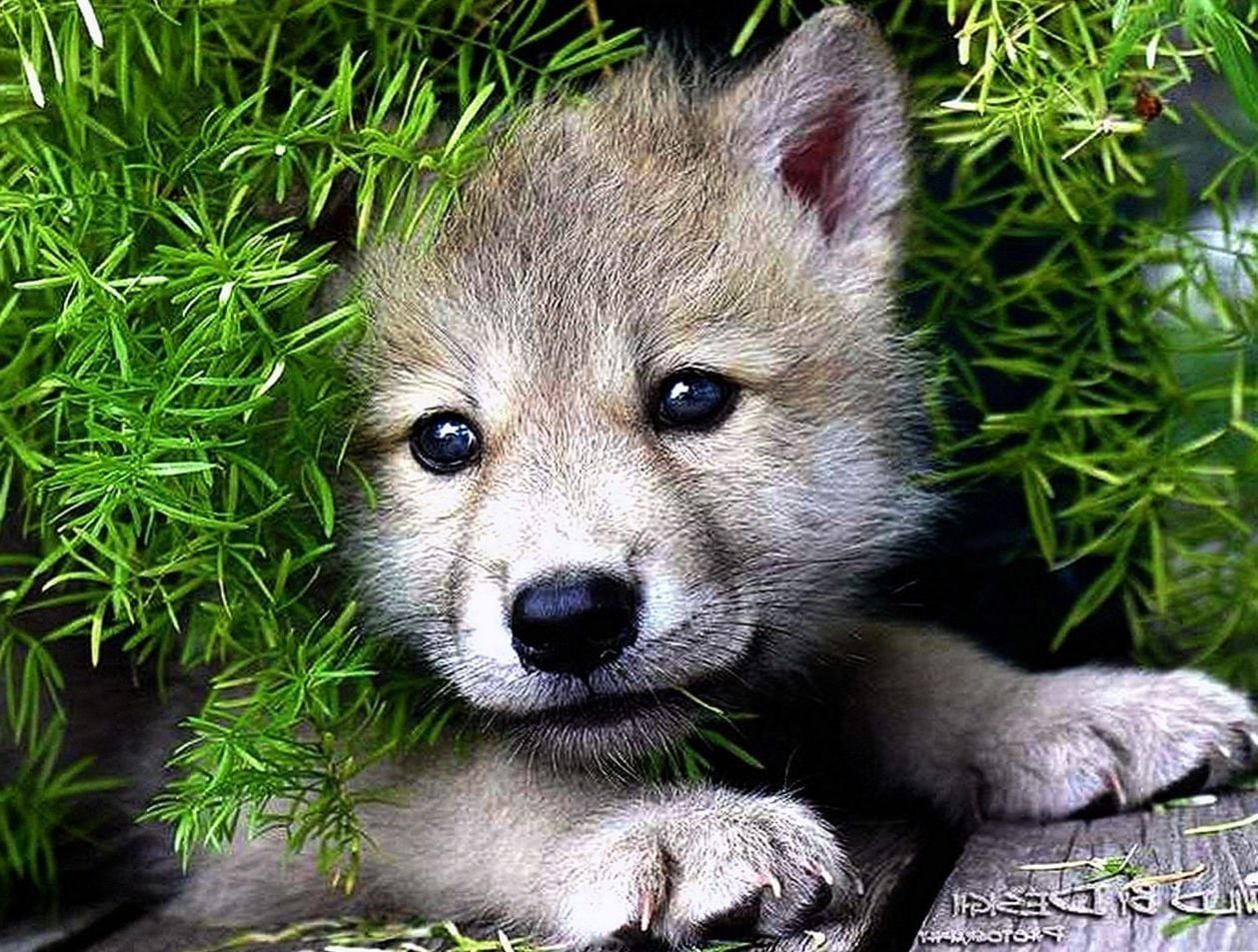 Cute Wolf Wallpapers