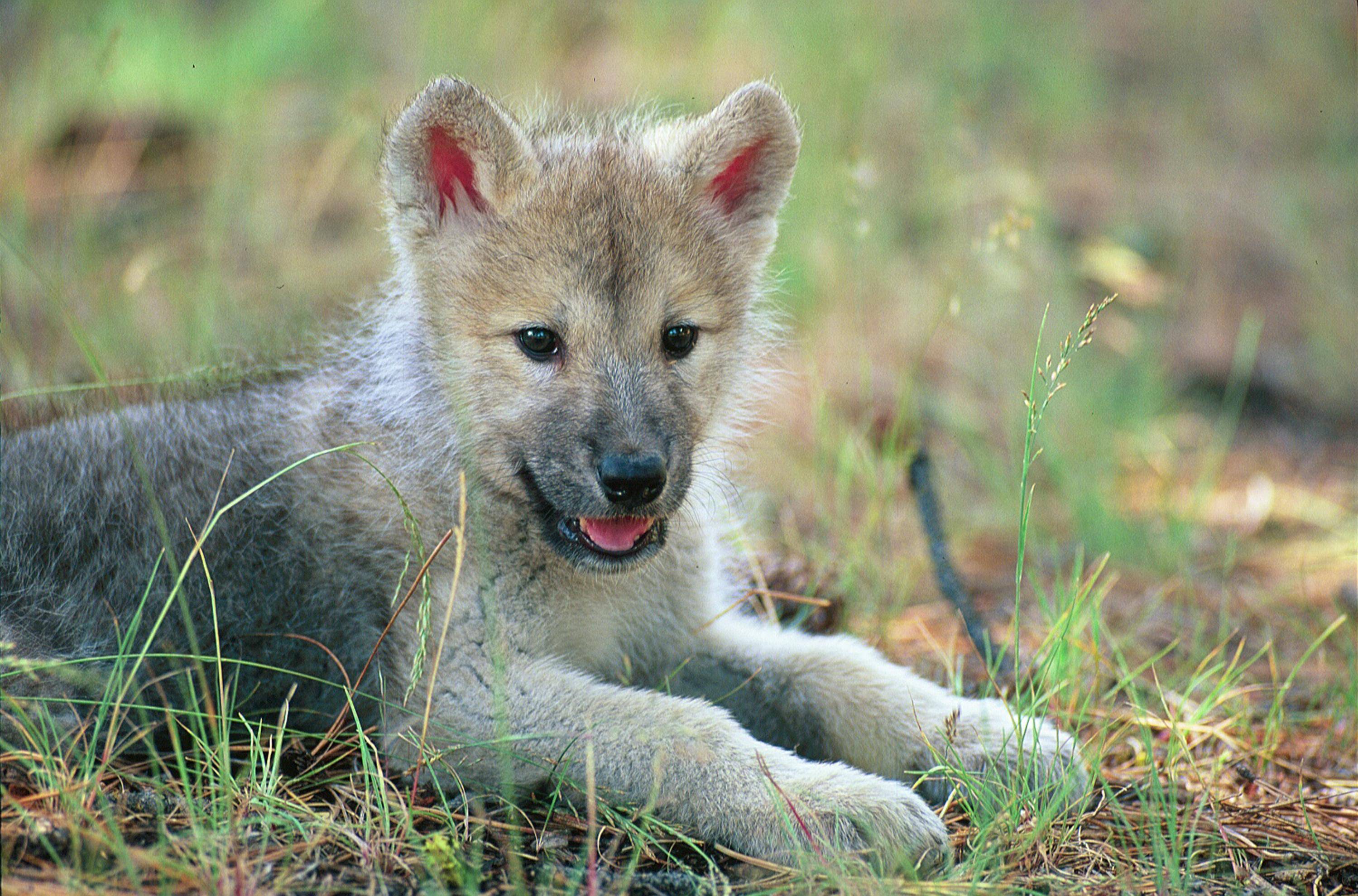 Cute Wolf Puppy Wallpapers