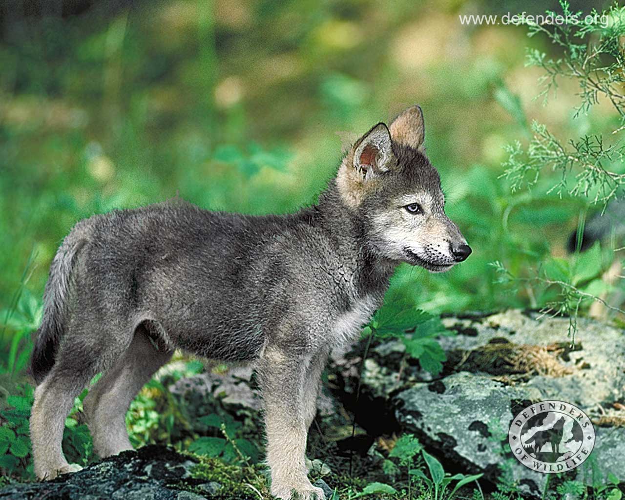 Cute Wolf Puppy Wallpapers