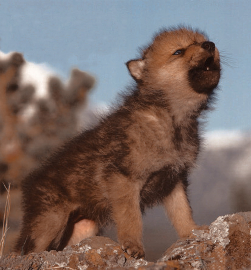 Cute Wolf Puppy Wallpapers