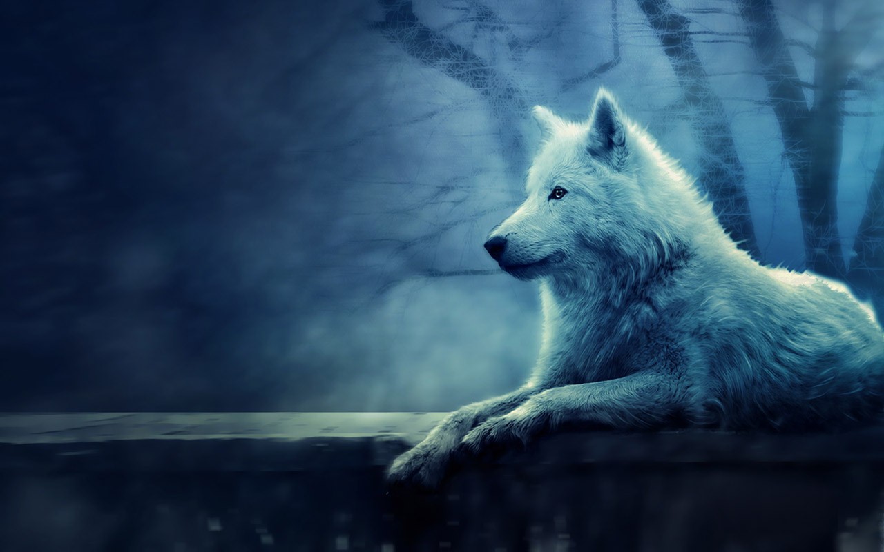 Cute Wolf Wallpapers Wallpapers