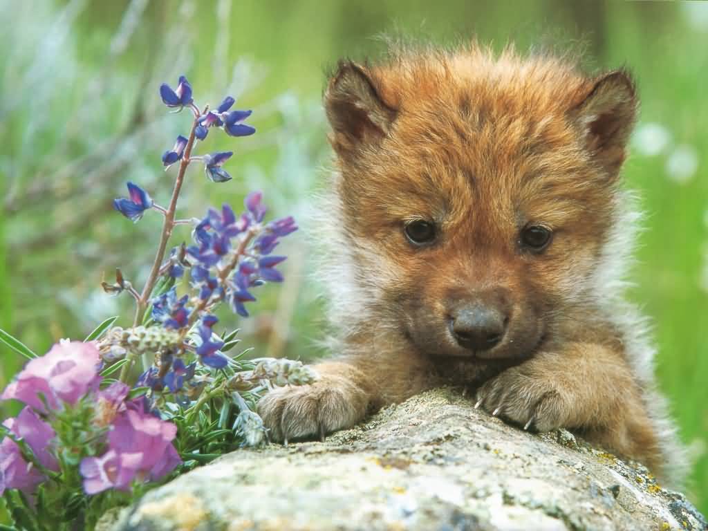 Cute Wolf Wallpapers Wallpapers