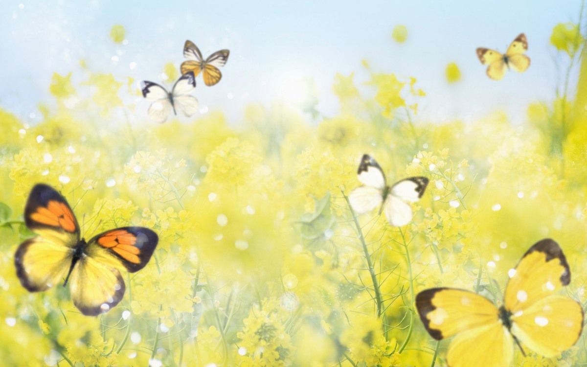 Cute Yellow Butterflies Wallpapers