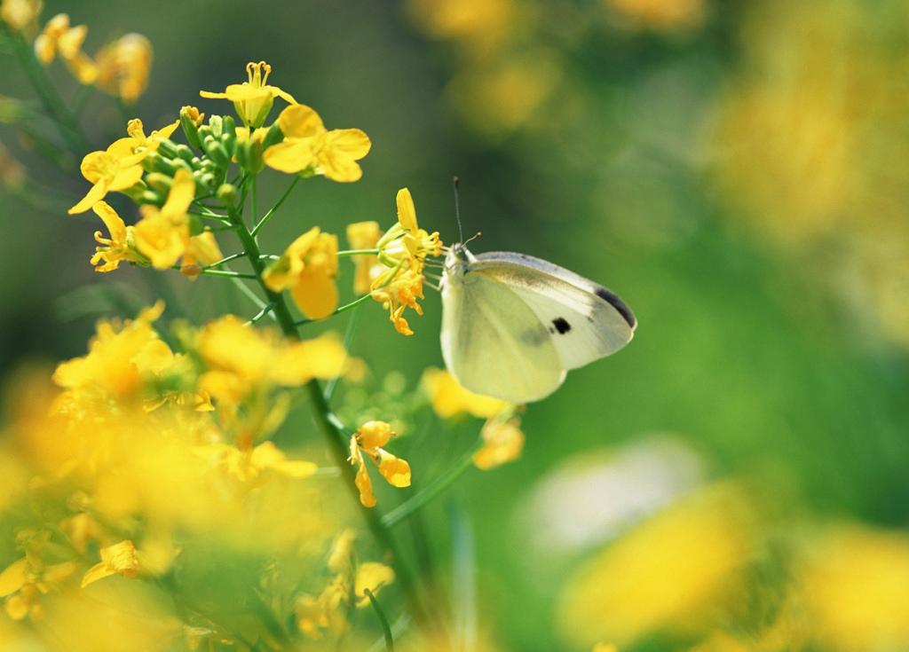 Cute Yellow Butterflies Wallpapers