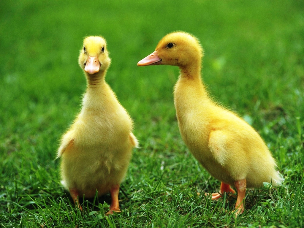 Cute Yellow Ducks Wallpapers