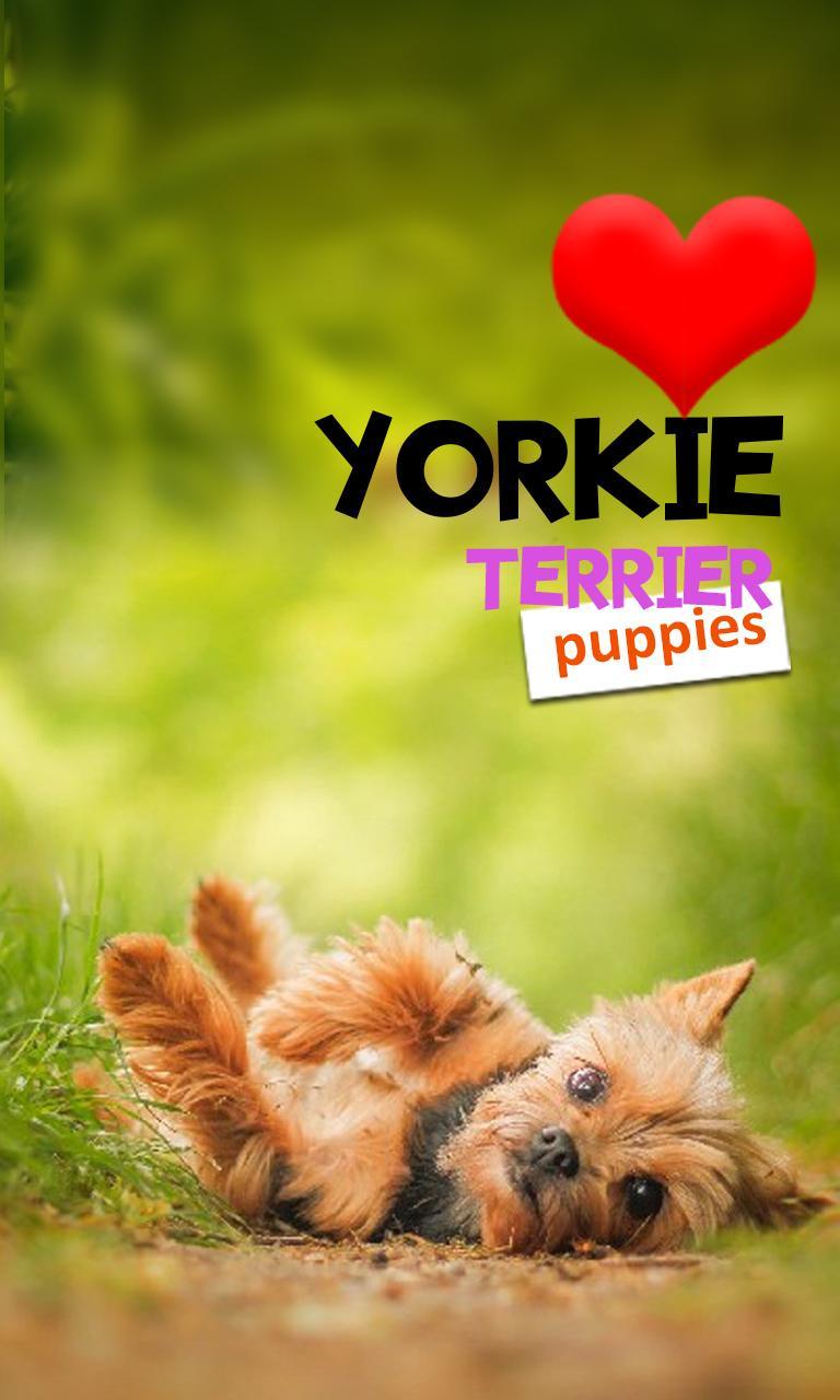 Cute Yorkie Wallpapers