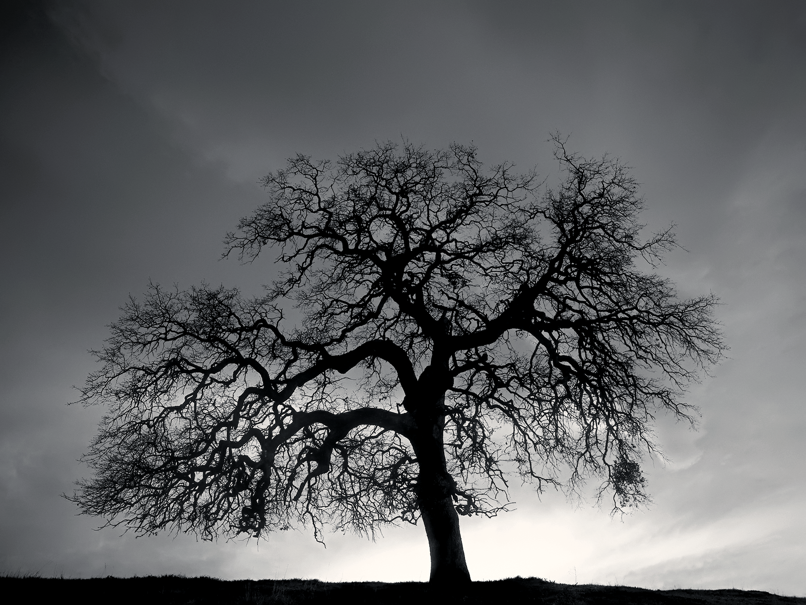 Cool Black And White Tree Wallpapers