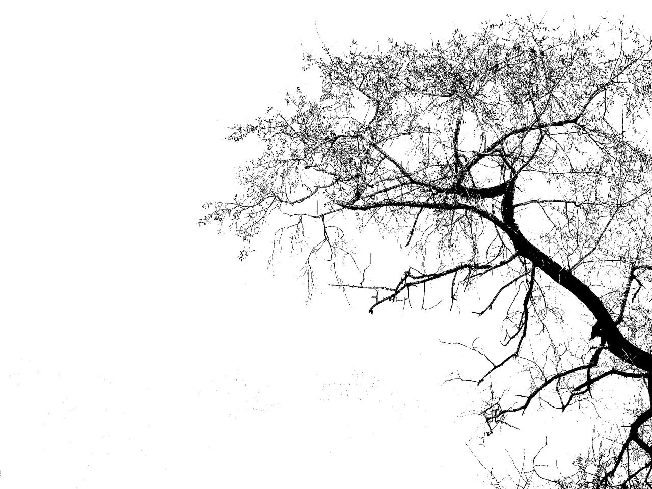 Cool Black And White Tree Wallpapers