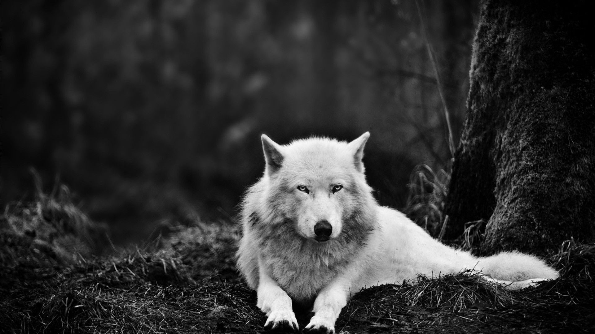 Cool Black And White Wolf Wallpapers Wallpapers