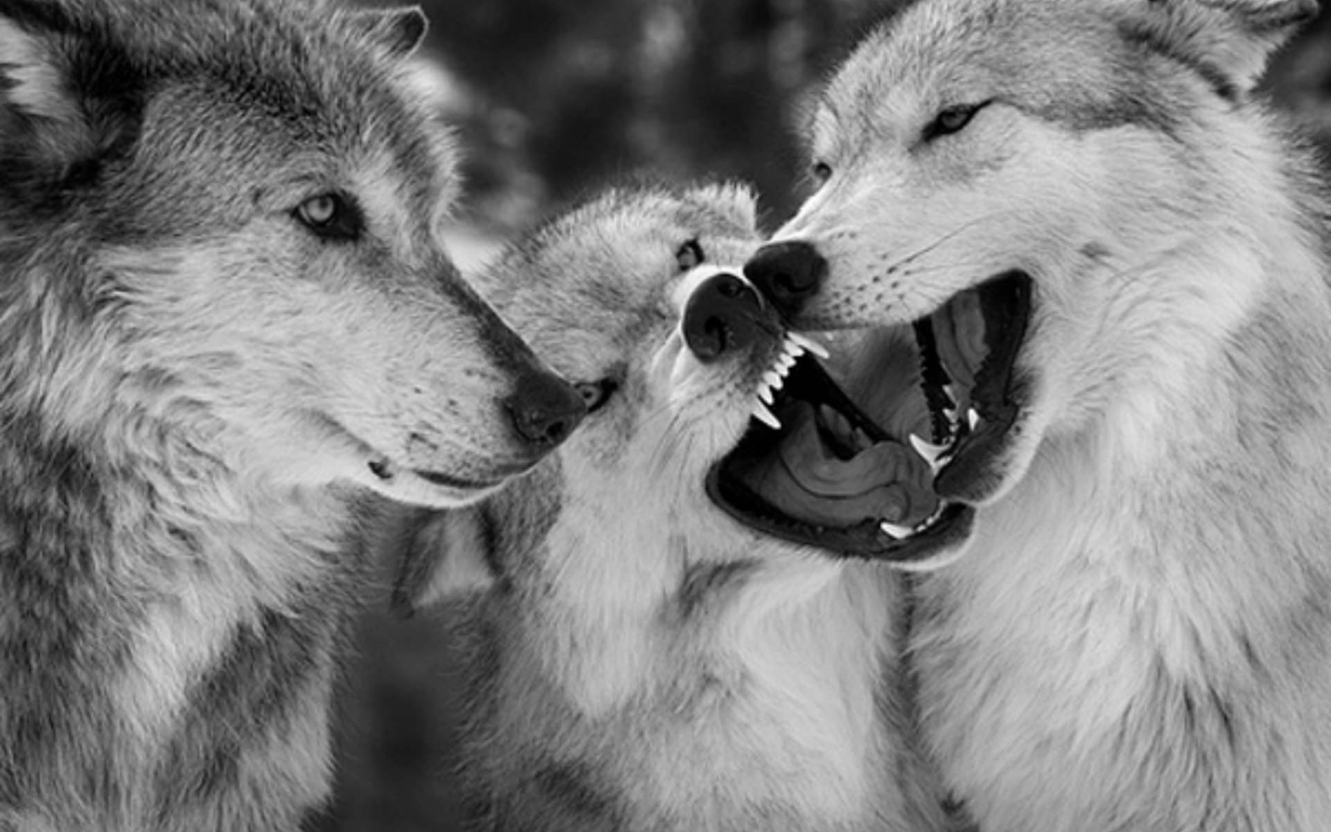 Cool Black And White Wolf Wallpapers Wallpapers