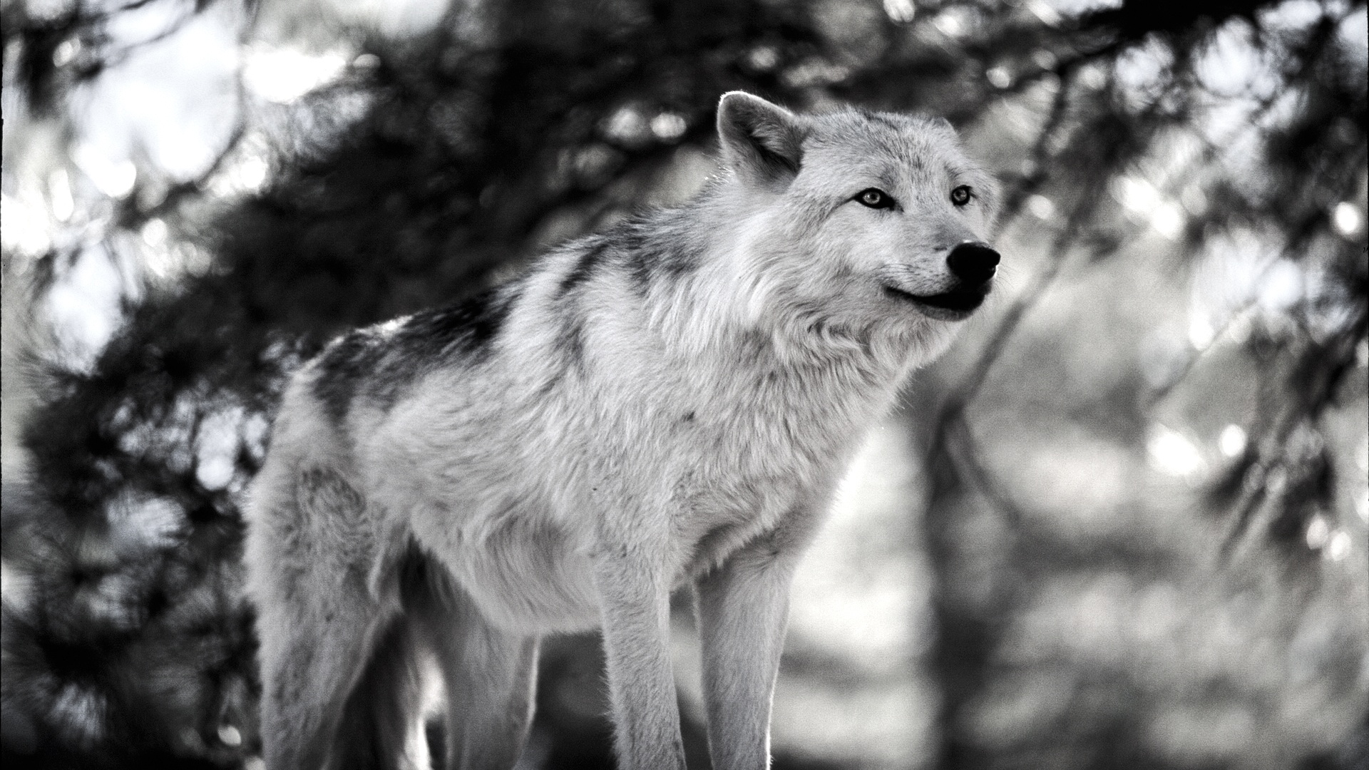 Cool Black And White Wolf Wallpapers Wallpapers