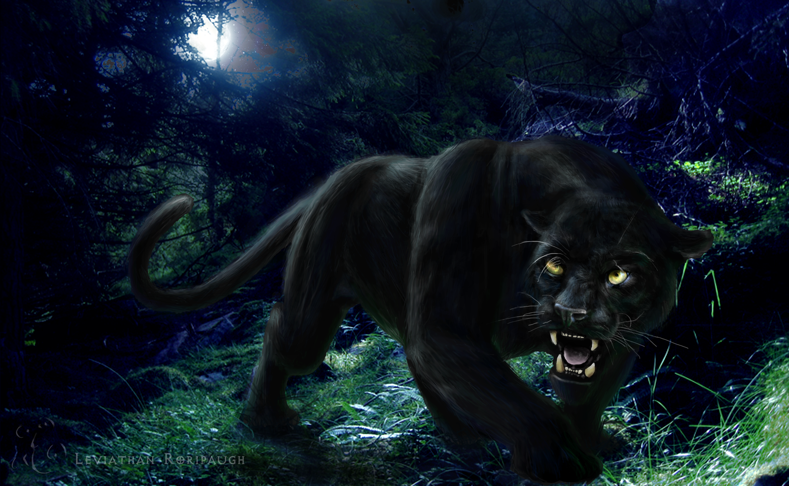 Cool Black Panther Animal Wallpapers