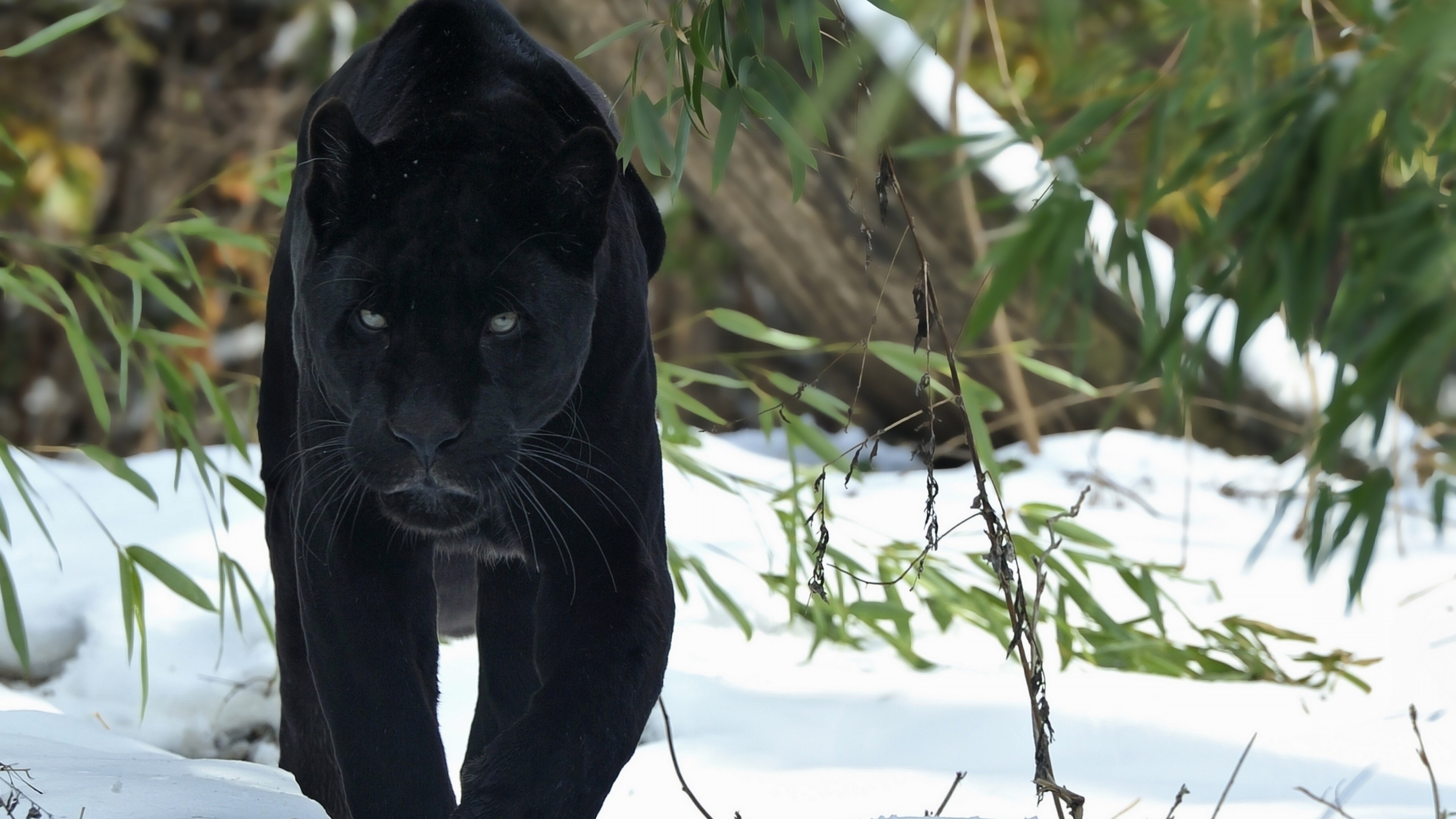 Cool Black Panther Animal Wallpapers