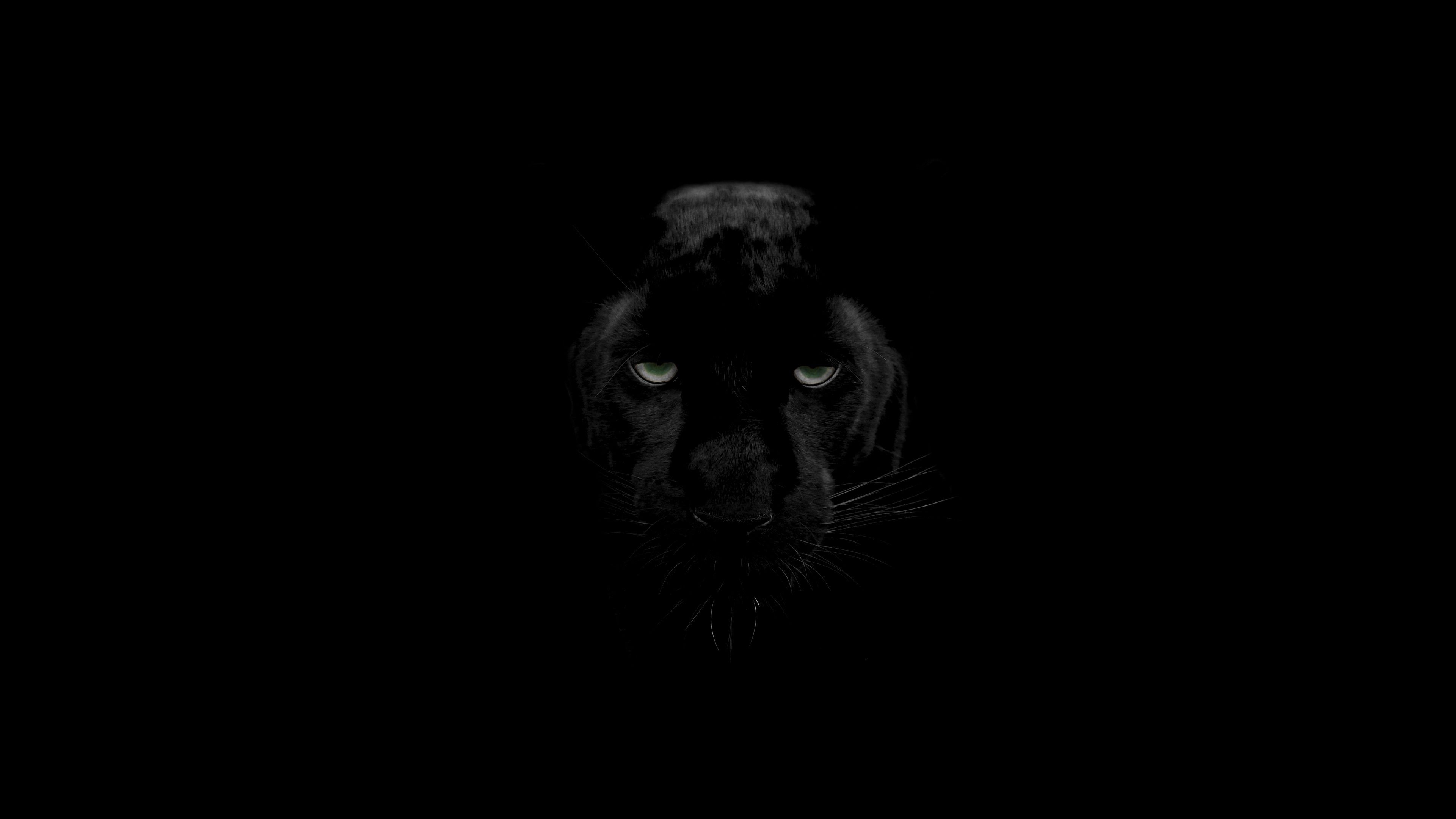 Cool Black Panther Animal Wallpapers
