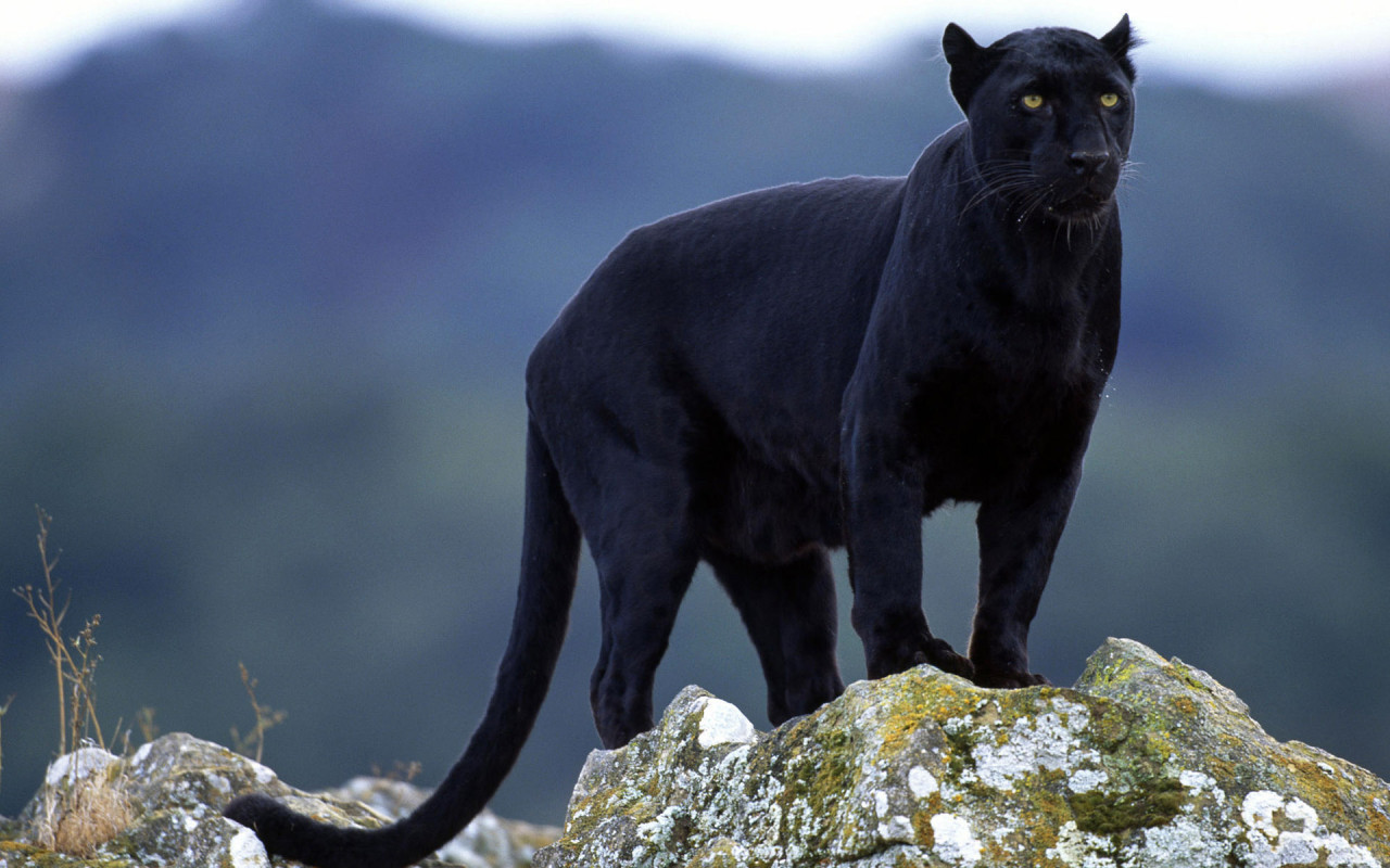 Cool Black Panther Animal Wallpapers