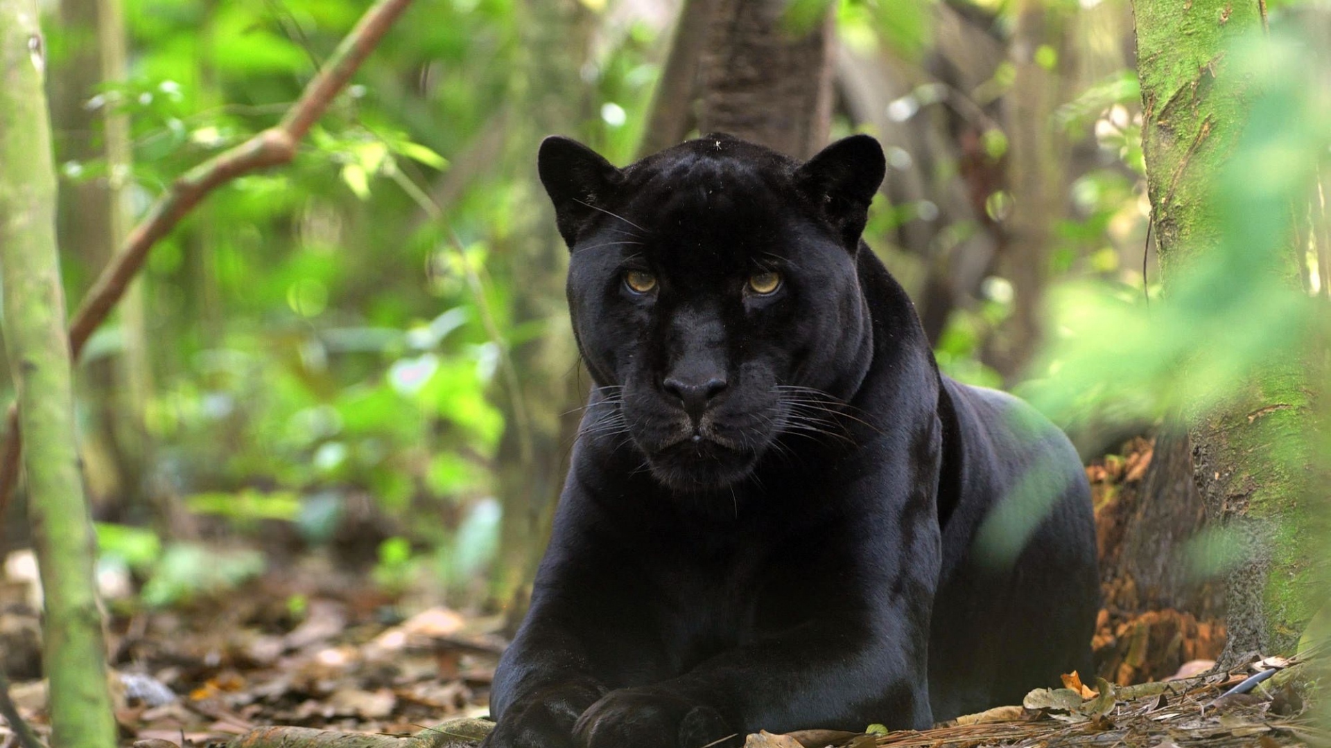 Cool Black Panther Animal Wallpapers