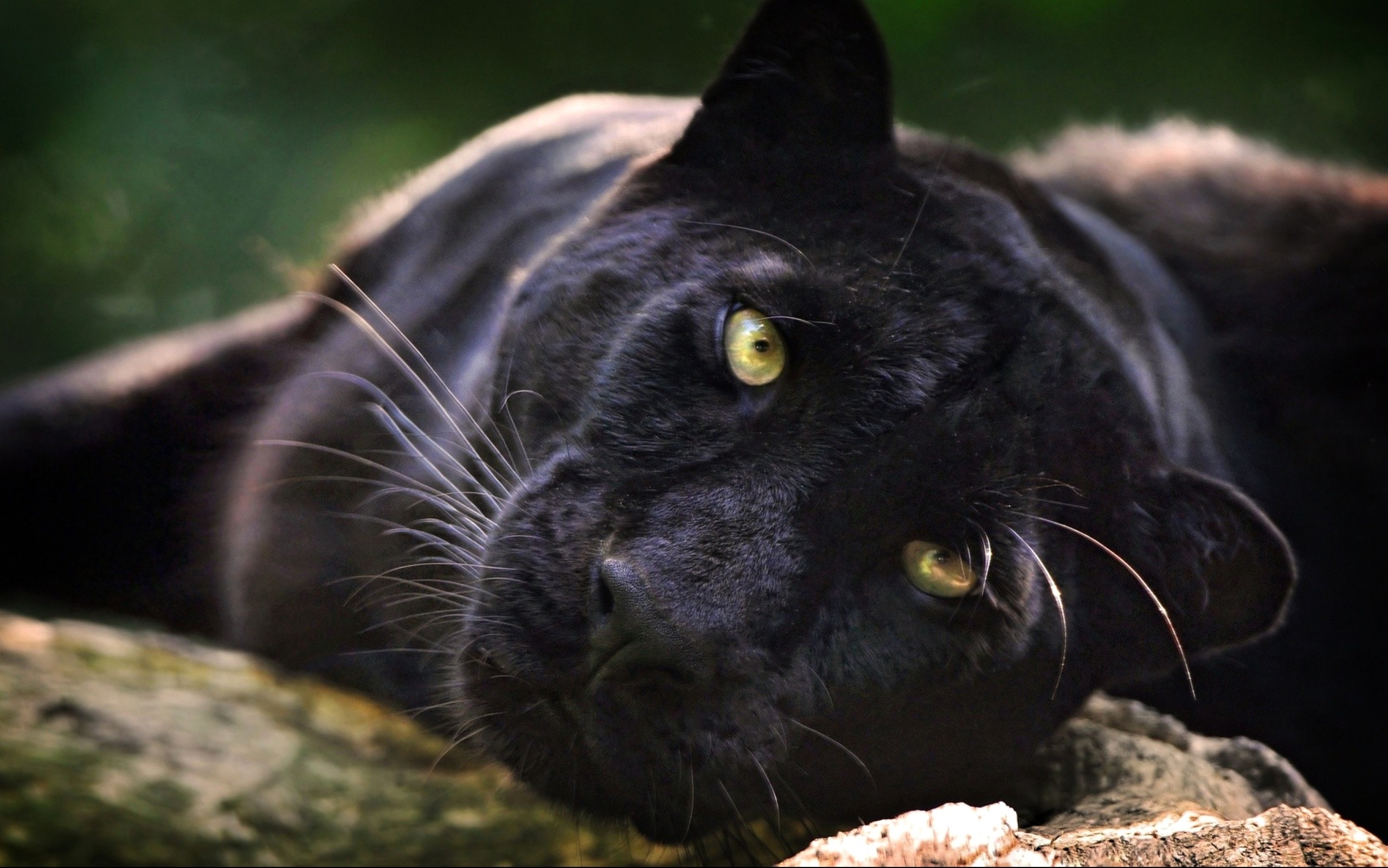 Cool Black Panther Animal Wallpapers