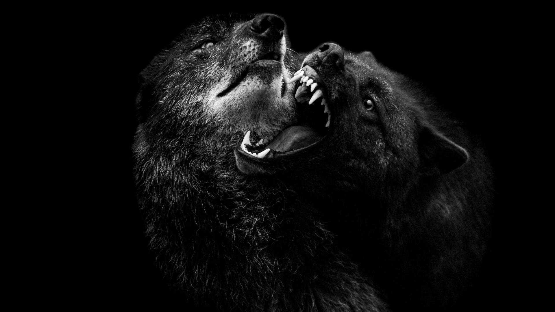 Cool Black Wolf Wallpapers Wallpapers