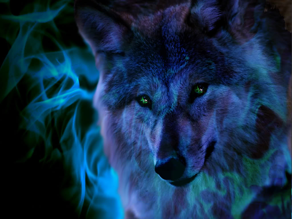 Cool Blue Wolf Wallpapers Wallpapers