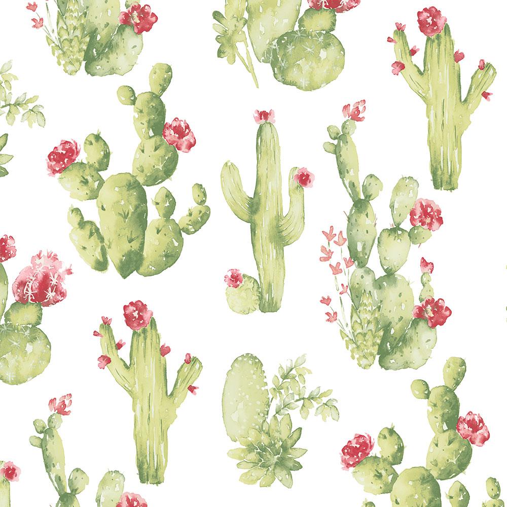 Cool Cactus Wallpapers