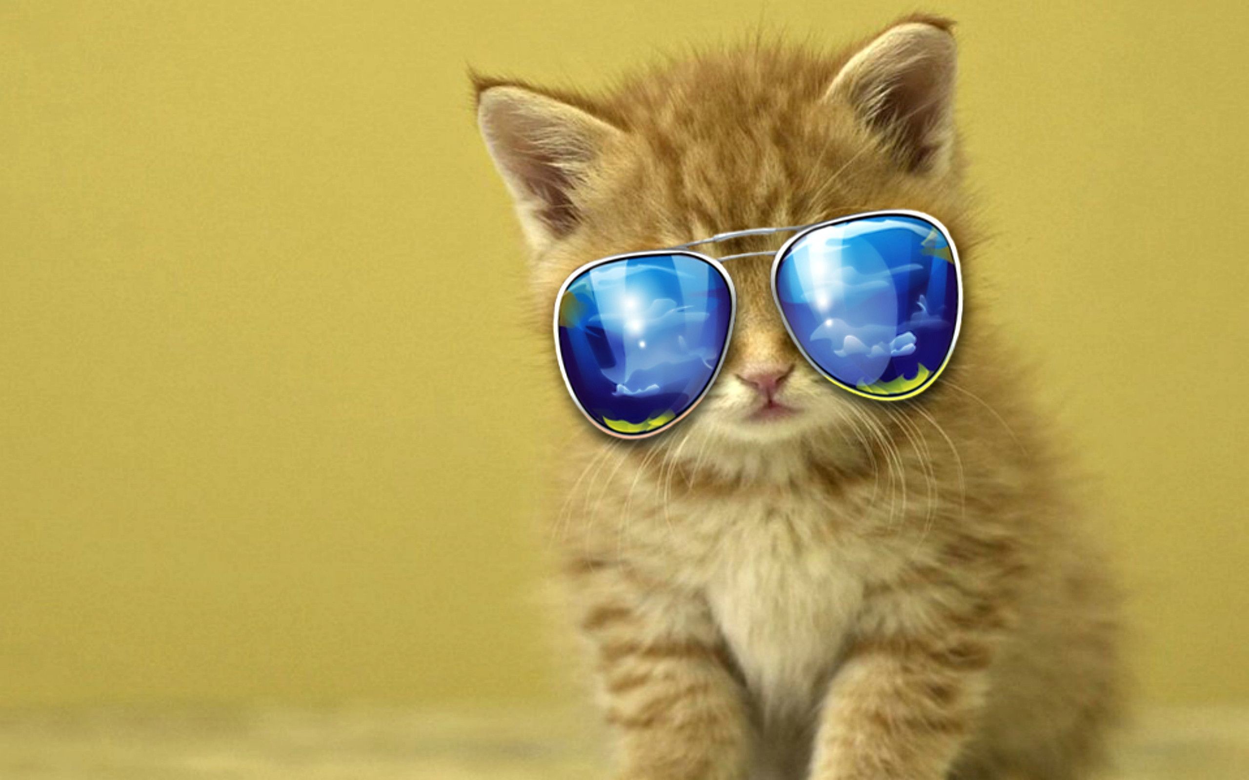 Cool Cat Wallpaper Hd Wallpapers