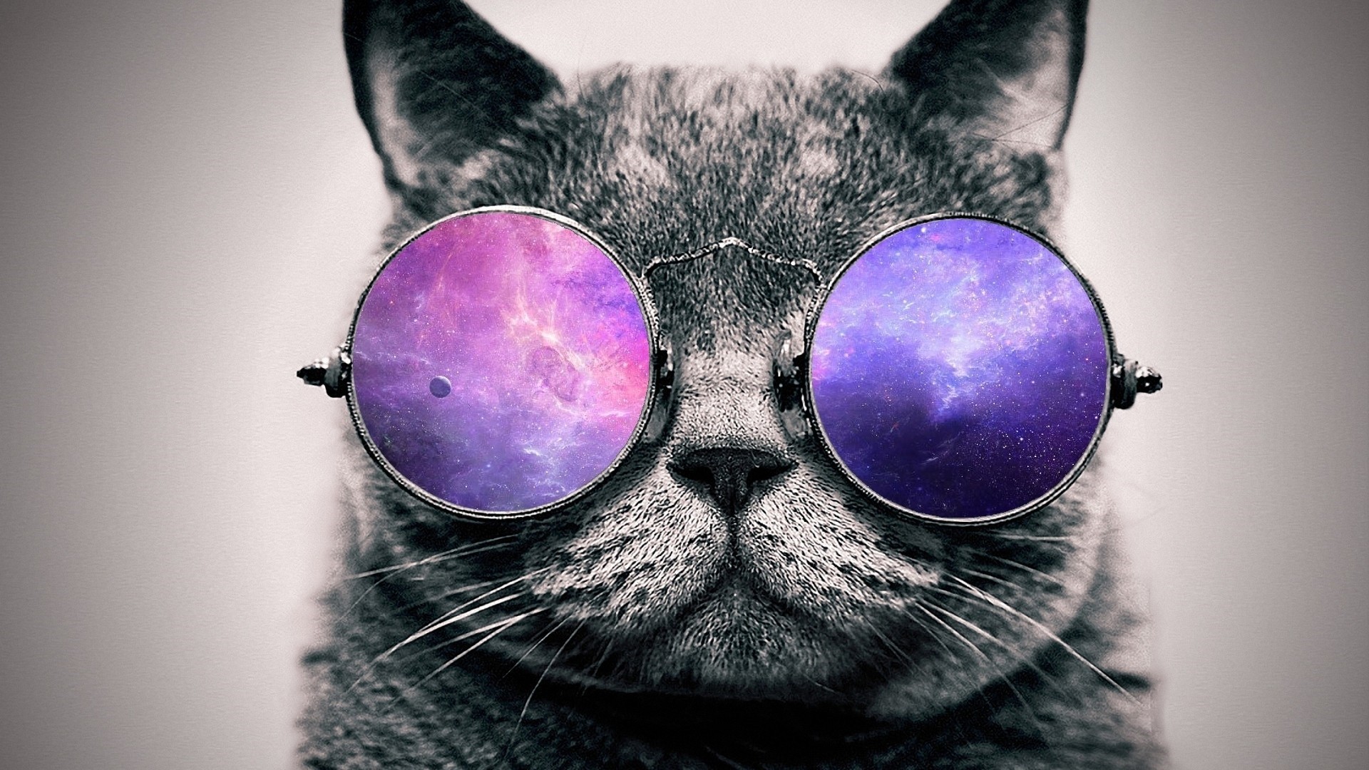 Cool Cat Wallpaper Hd Wallpapers