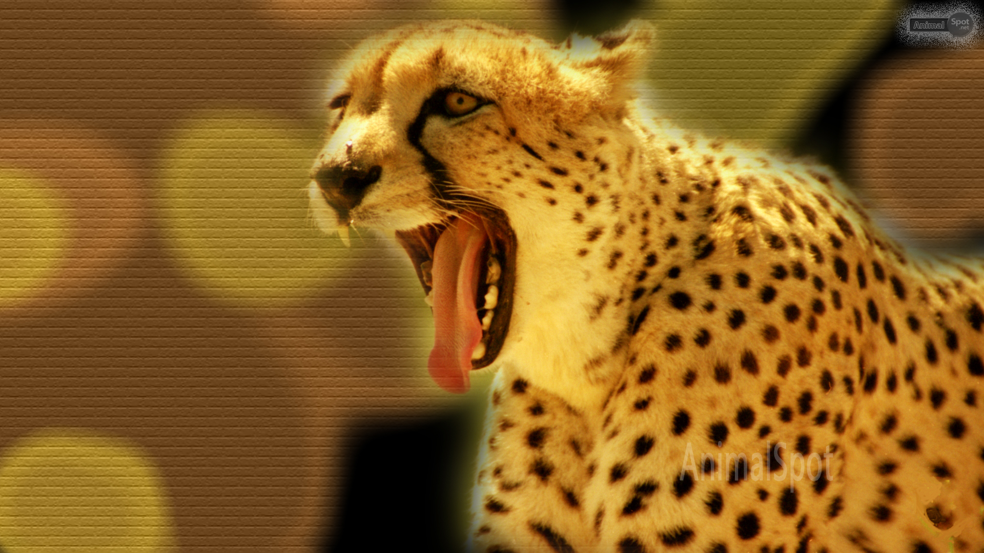 Cool Cheetah Wallpapers