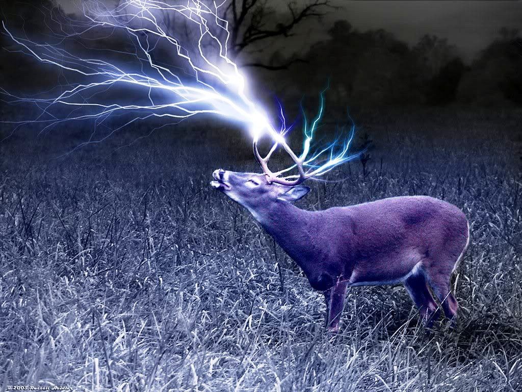 Cool Deer Wallpapers