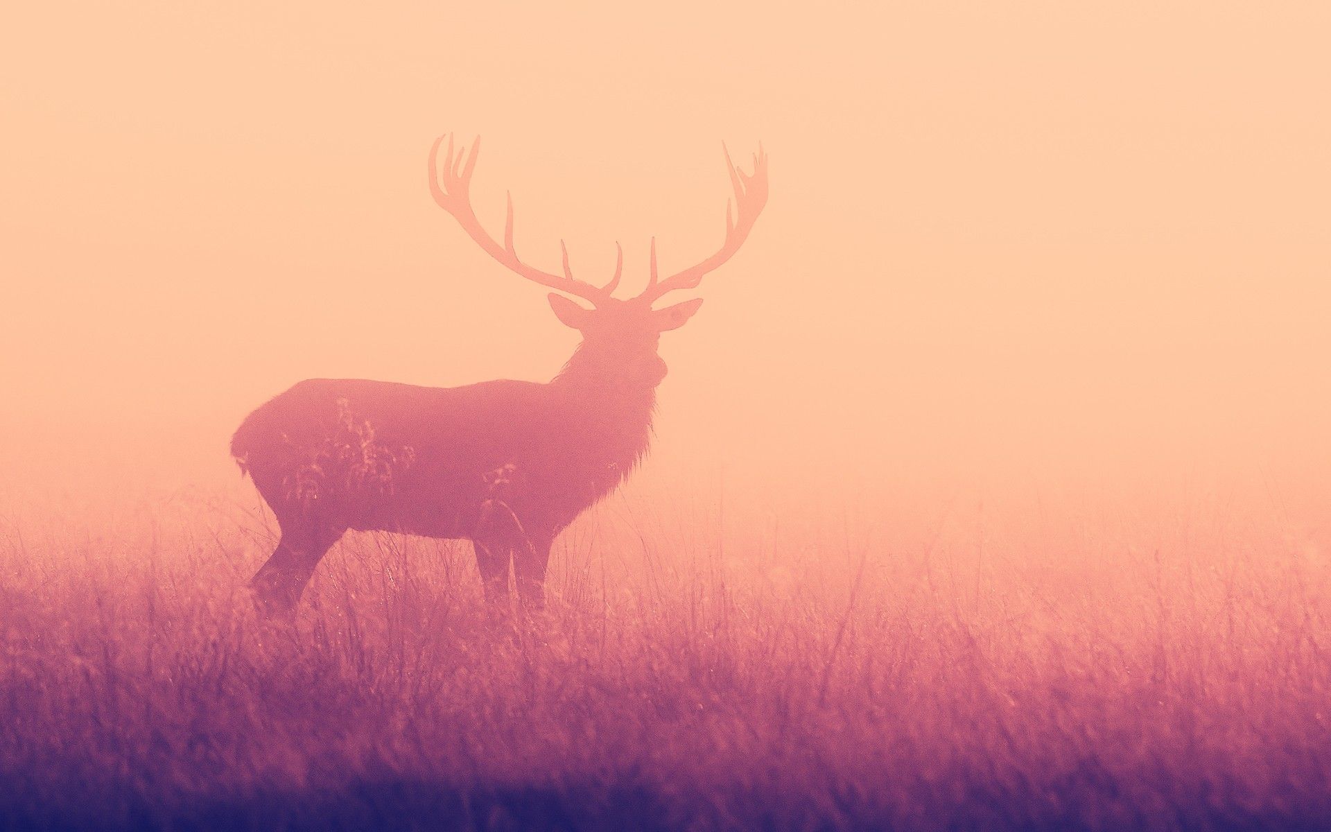 Cool Deer Wallpapers