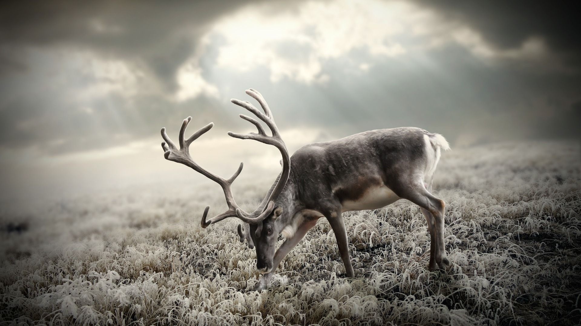 Cool Deer Wallpapers