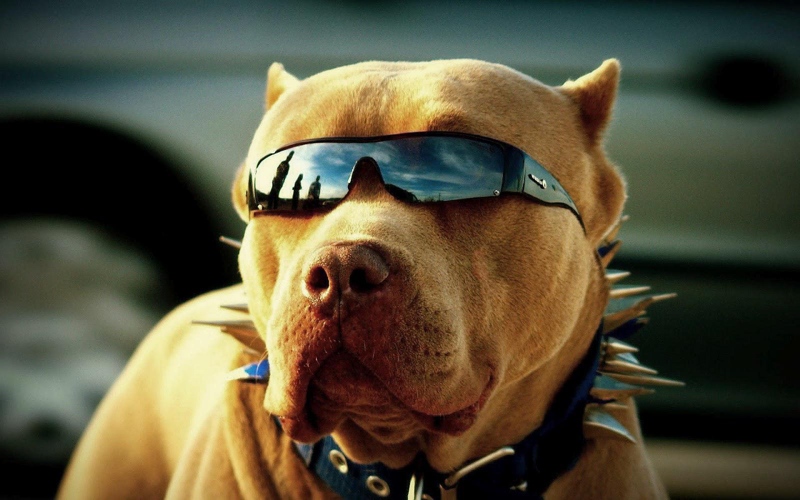 Cool Dog Wallpapers