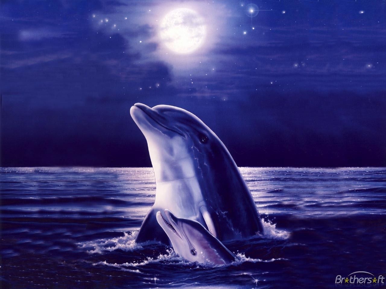 Cool Dolphin Wallpapers