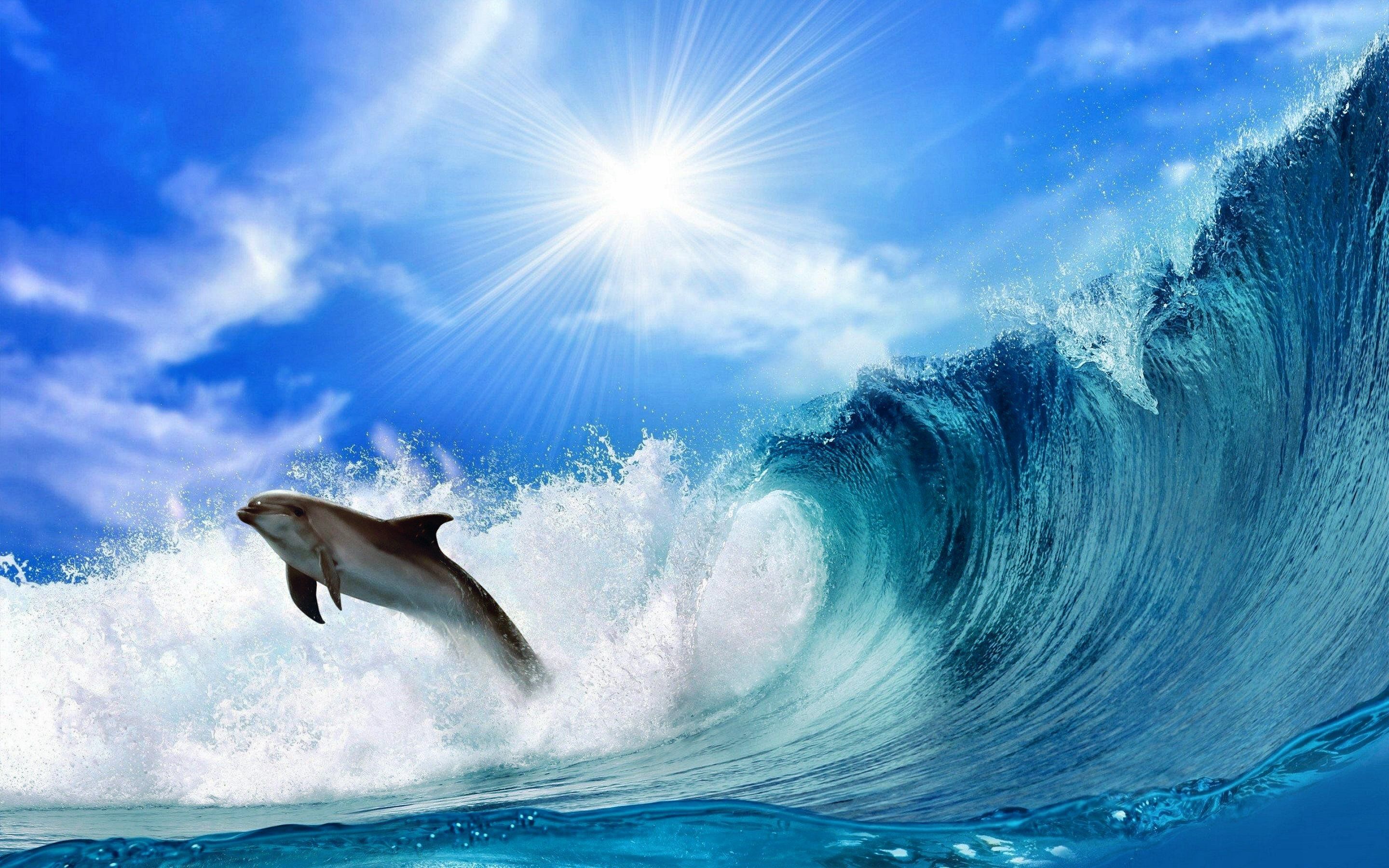 Cool Dolphin Wallpapers