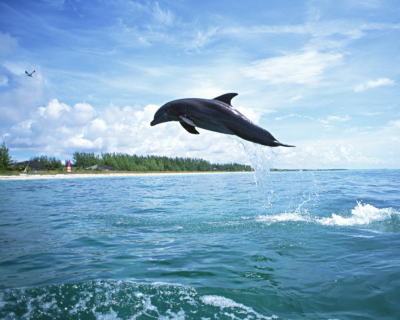 Cool Dolphin Wallpapers
