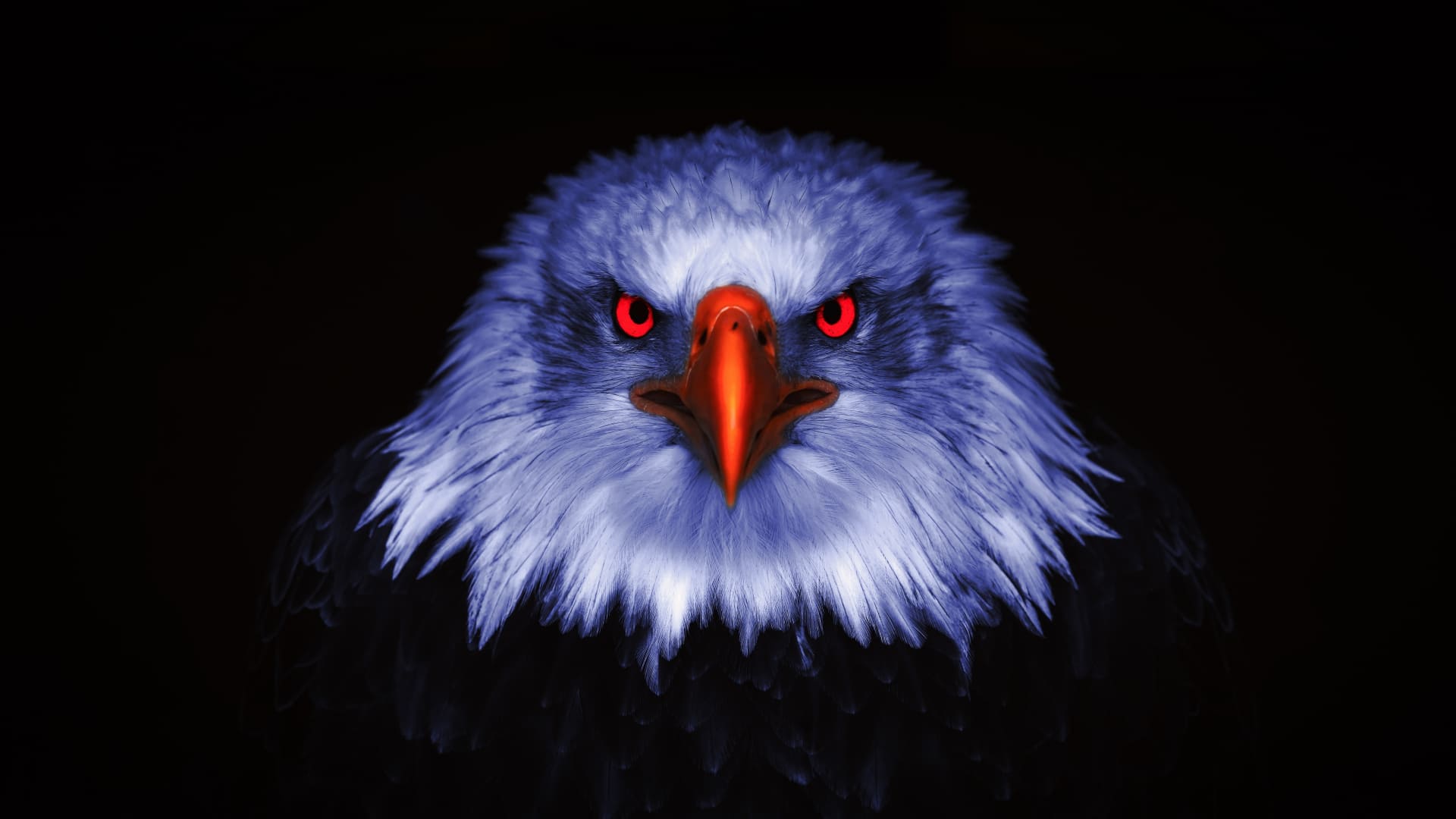 Cool Eagle Hd Wallpapers