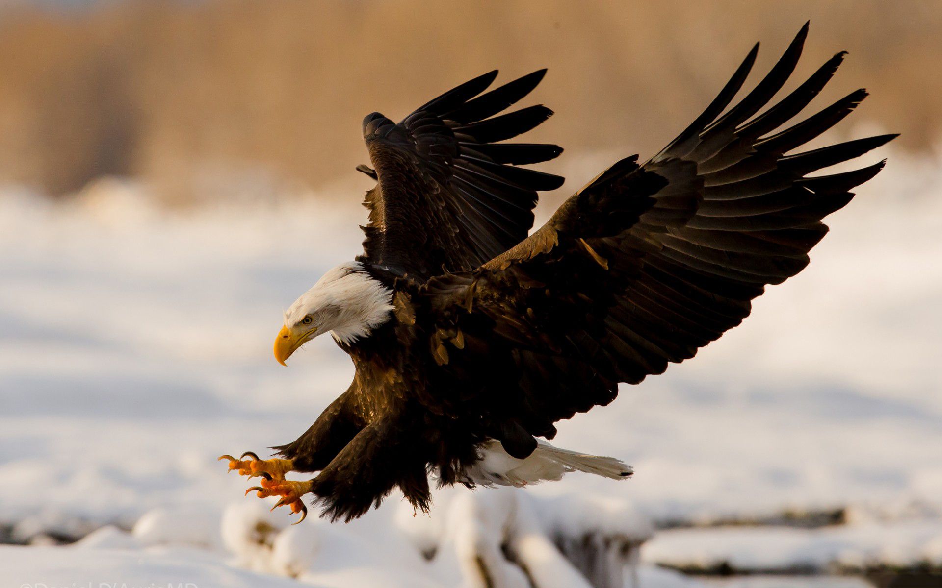 Cool Eagle Hd Wallpapers