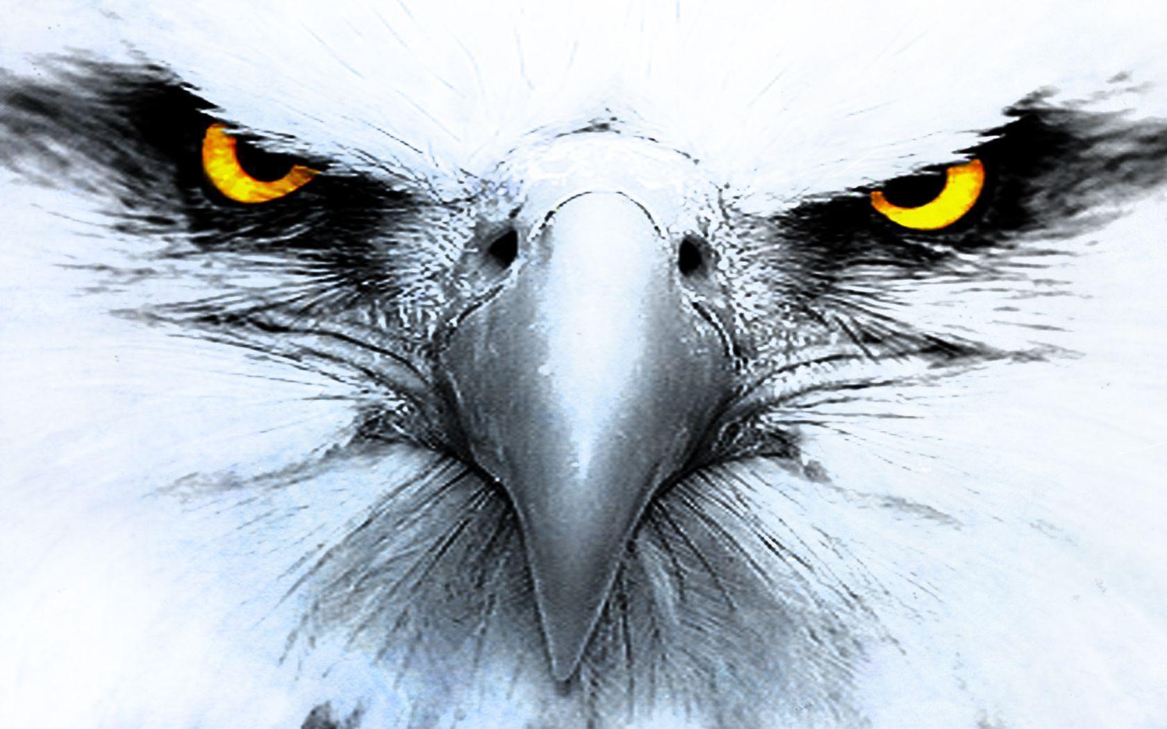 Cool Eagle Hd Wallpapers