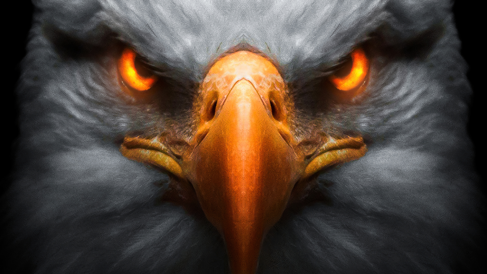 Cool Eagle Hd Wallpapers