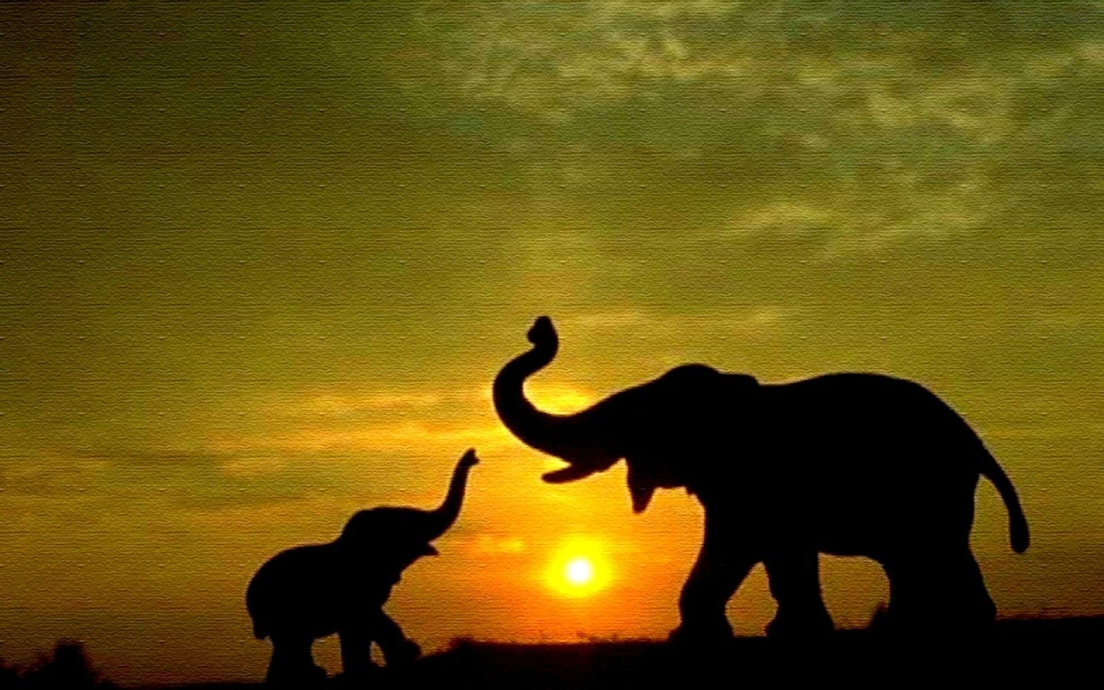 Cool Elephant Wallpapers