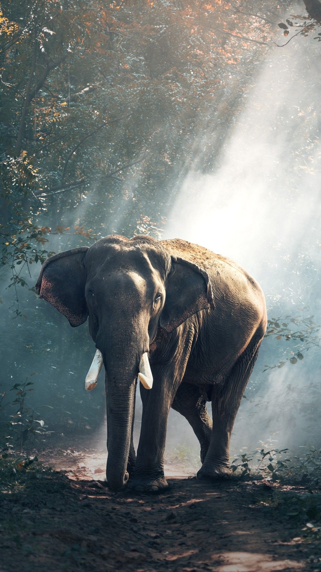 Cool Elephant Wallpapers