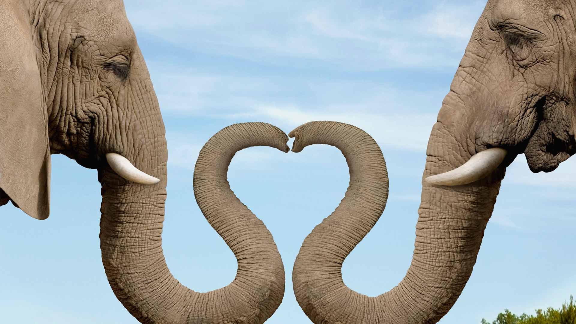 Cool Elephant Wallpapers