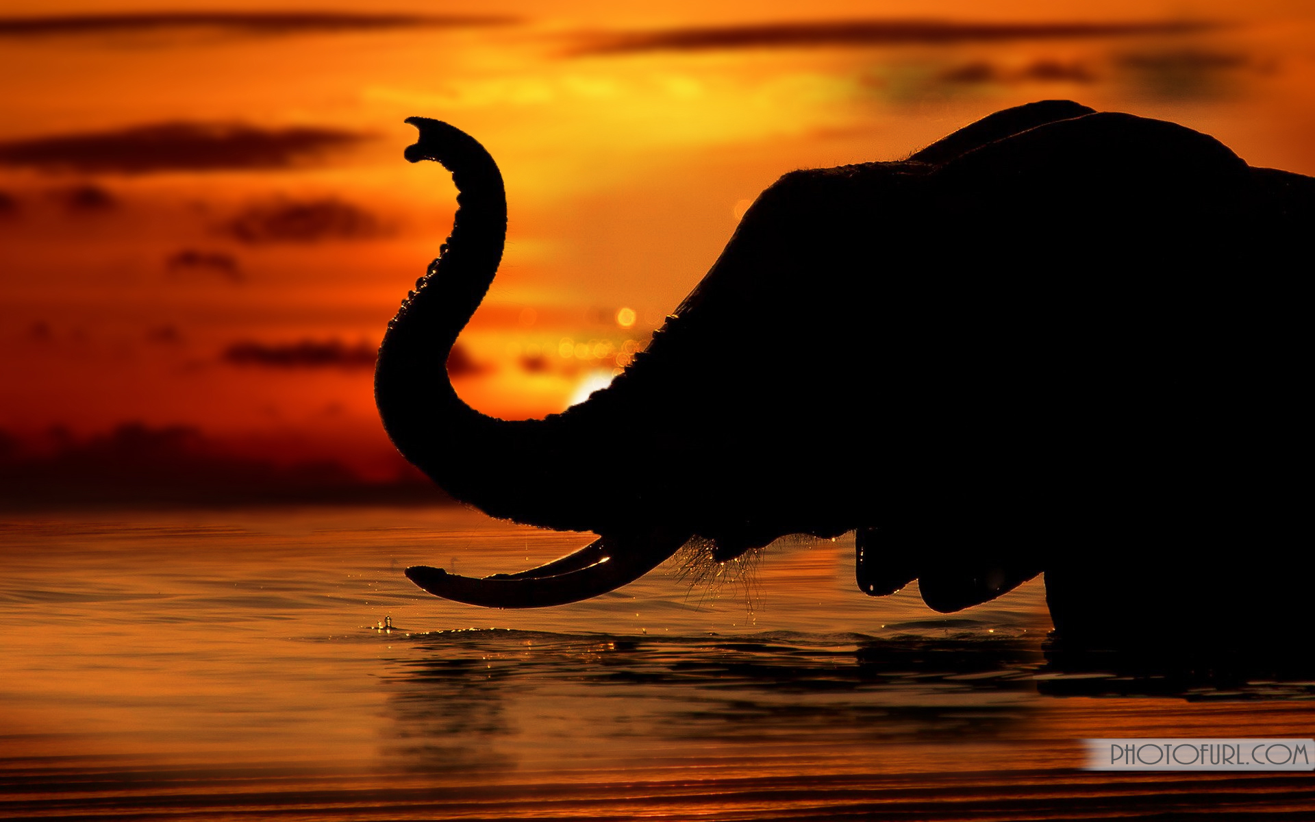 Cool Elephant Wallpapers