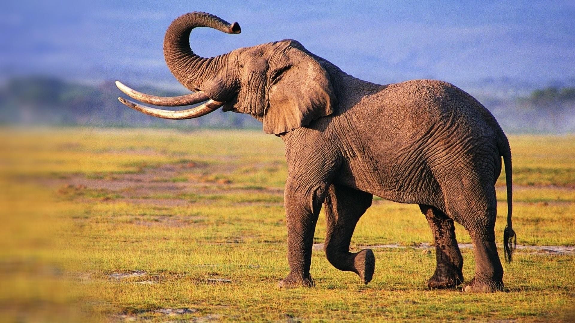 Cool Elephant Wallpapers