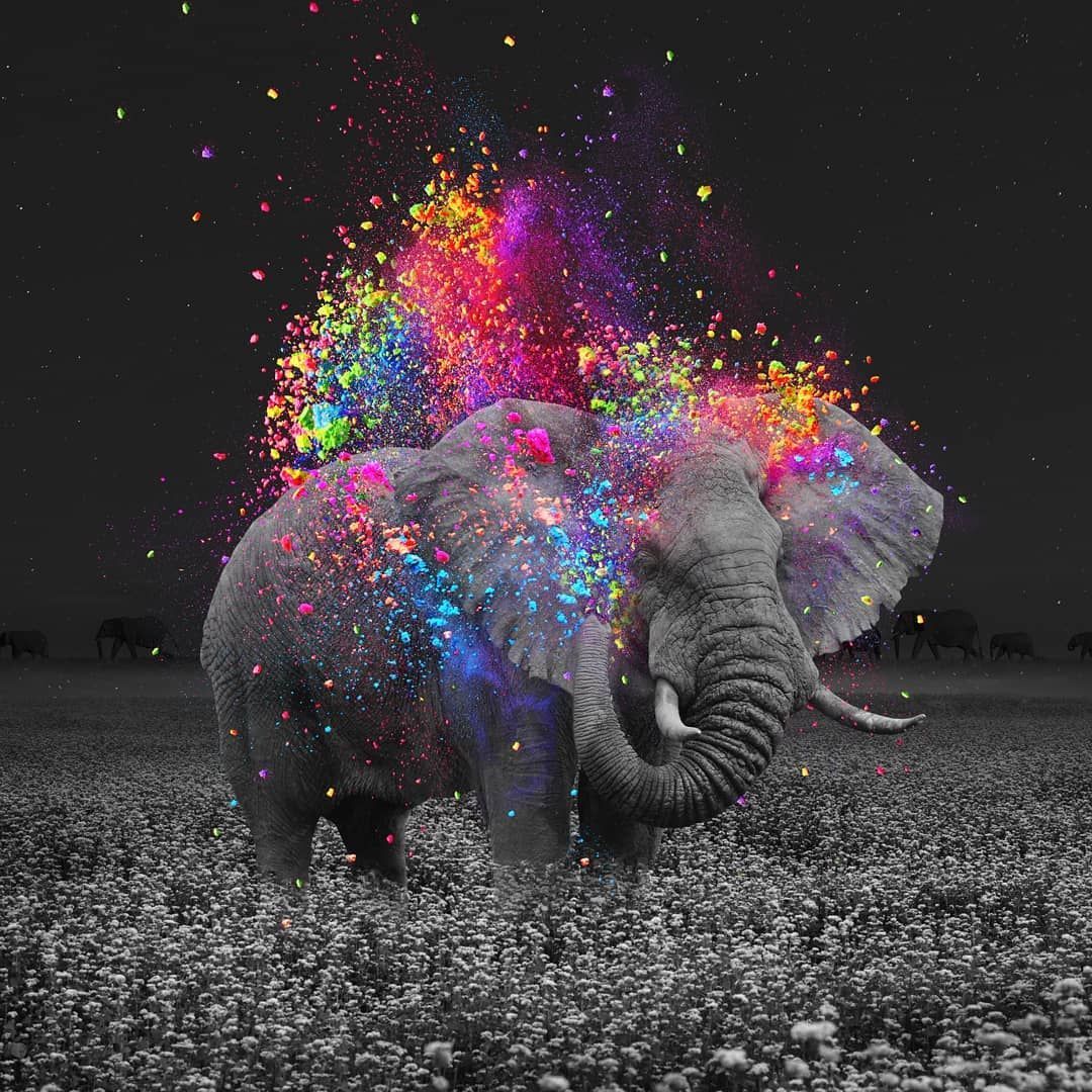 Cool Elephant Phone Wallpapers