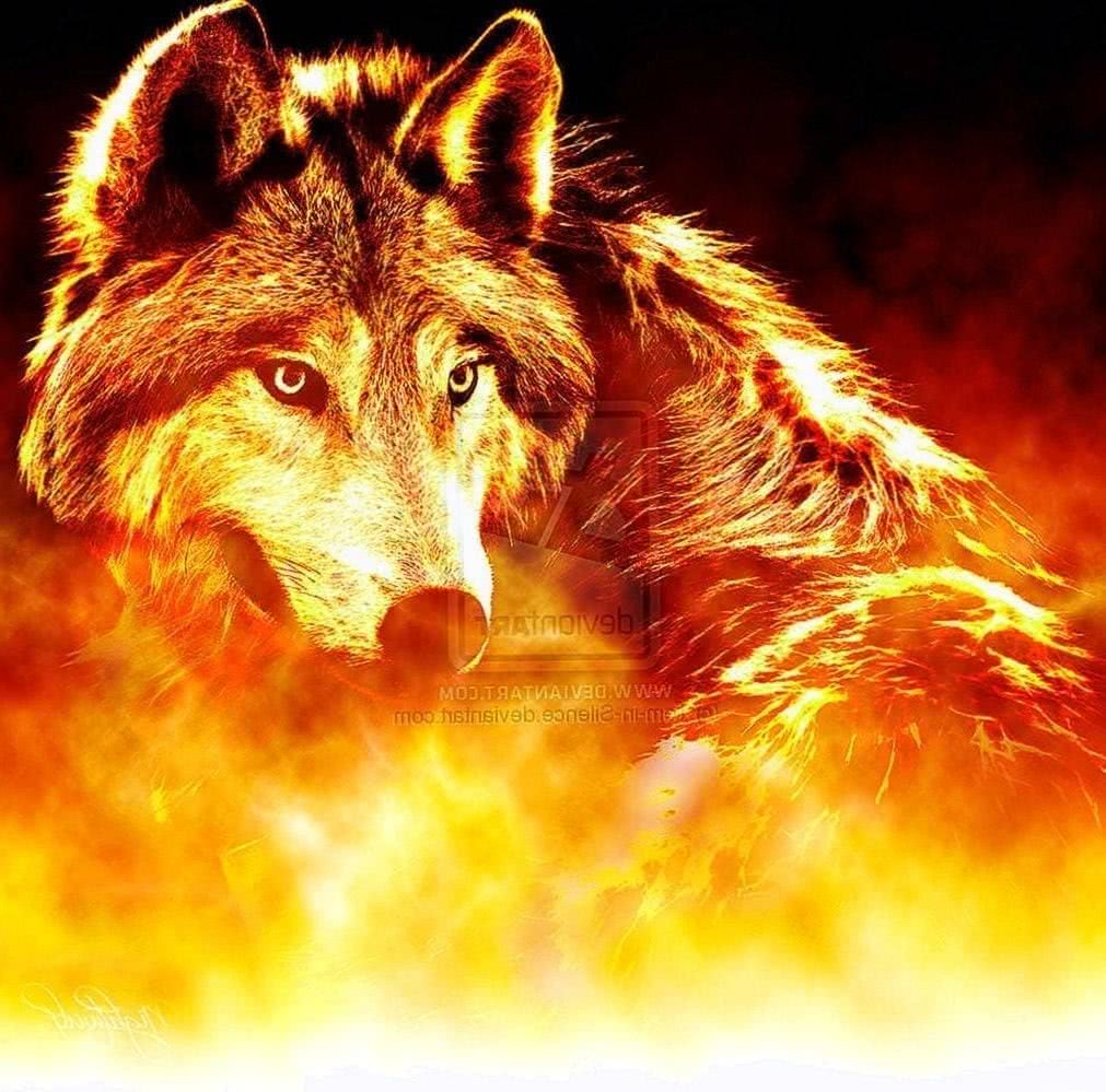 Cool Fire Wolf Wallpapers Wallpapers