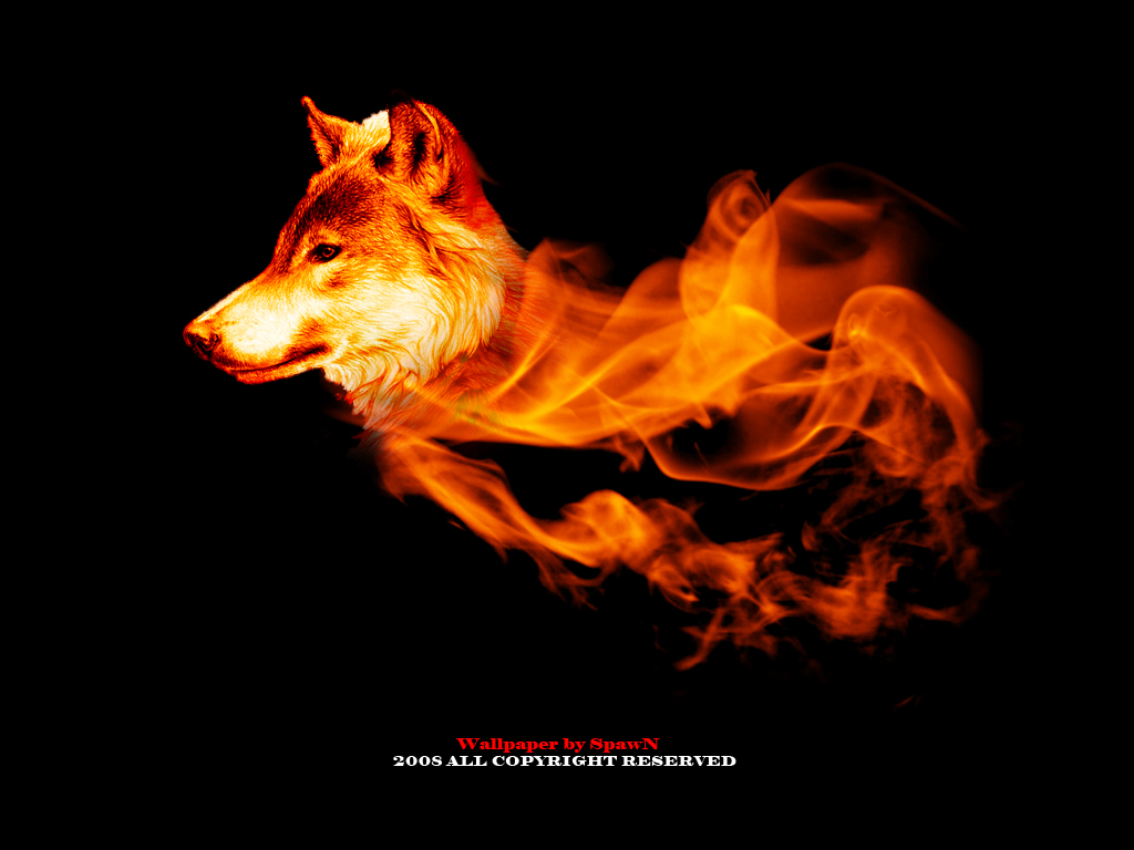 Cool Fire Wolf Wallpapers Wallpapers