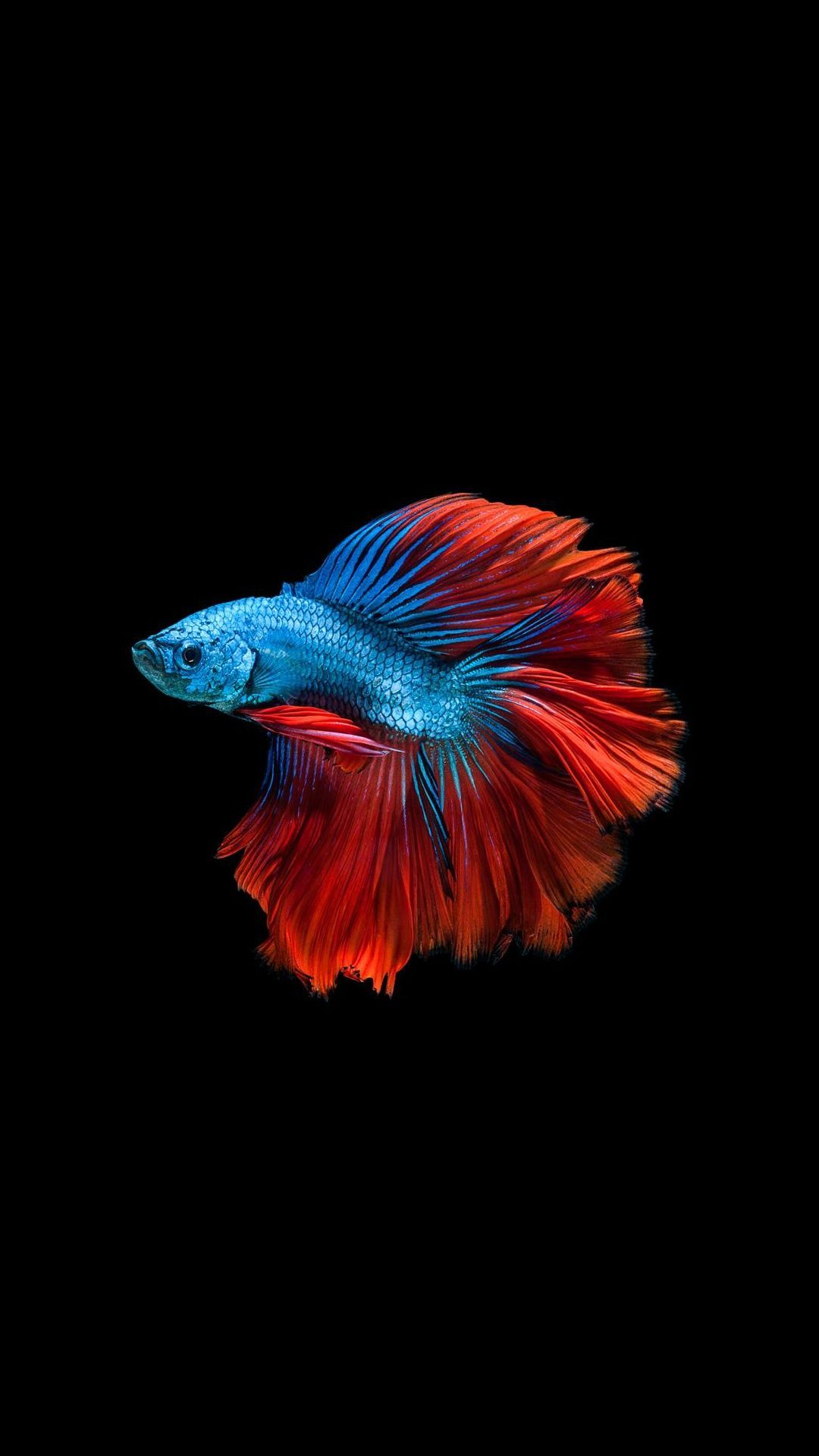 Cool Fish Wallpapers