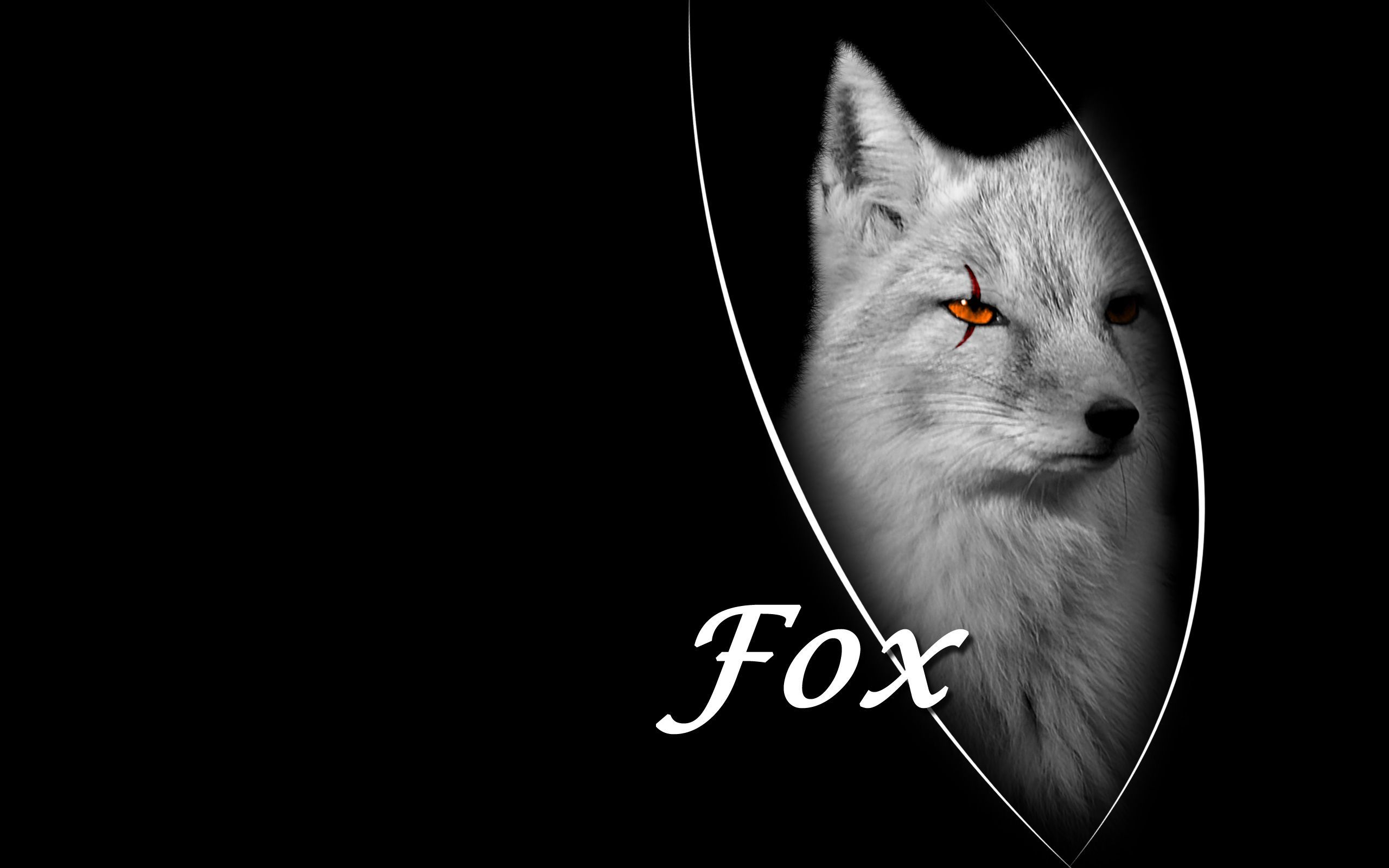 Cool Fox Wallpaper Wallpapers