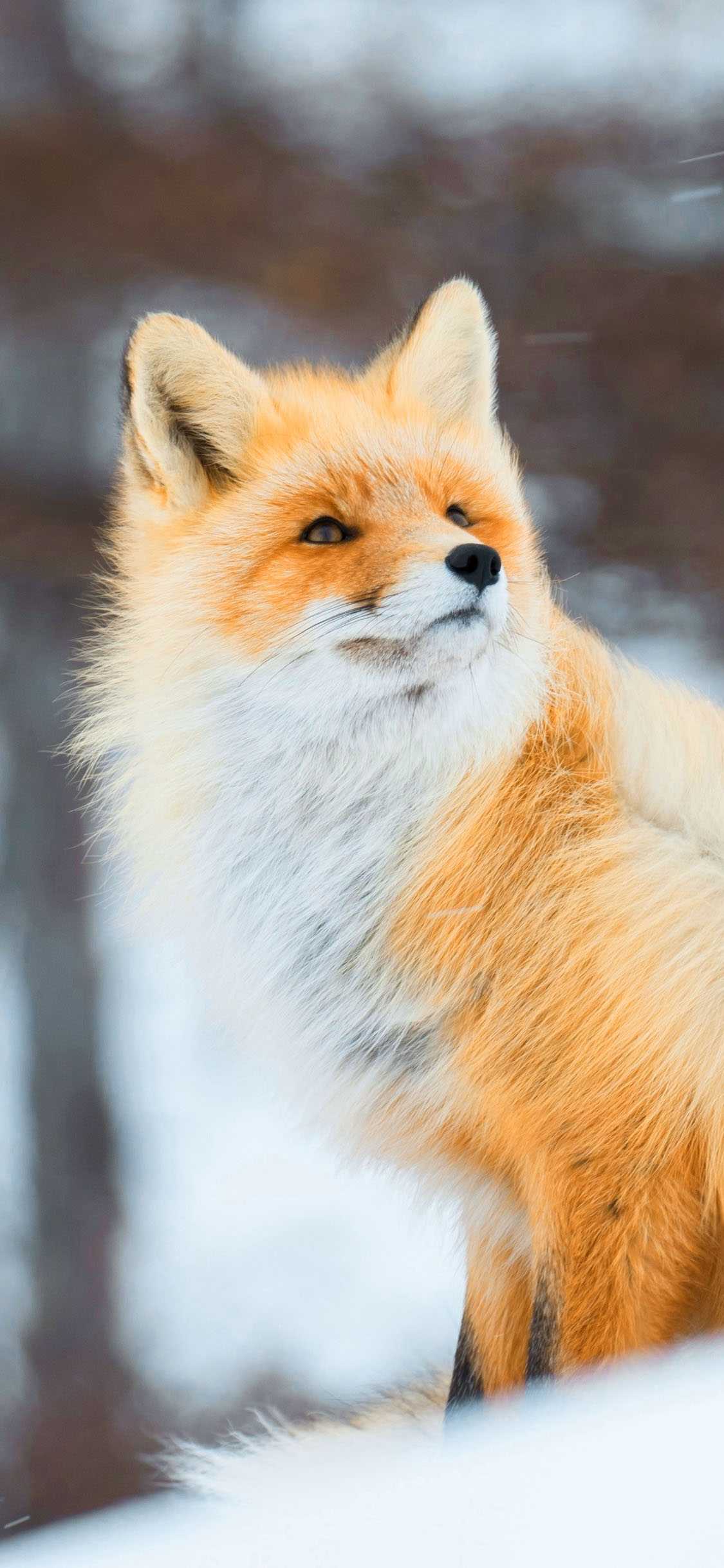 Cool Fox Wallpaper Wallpapers