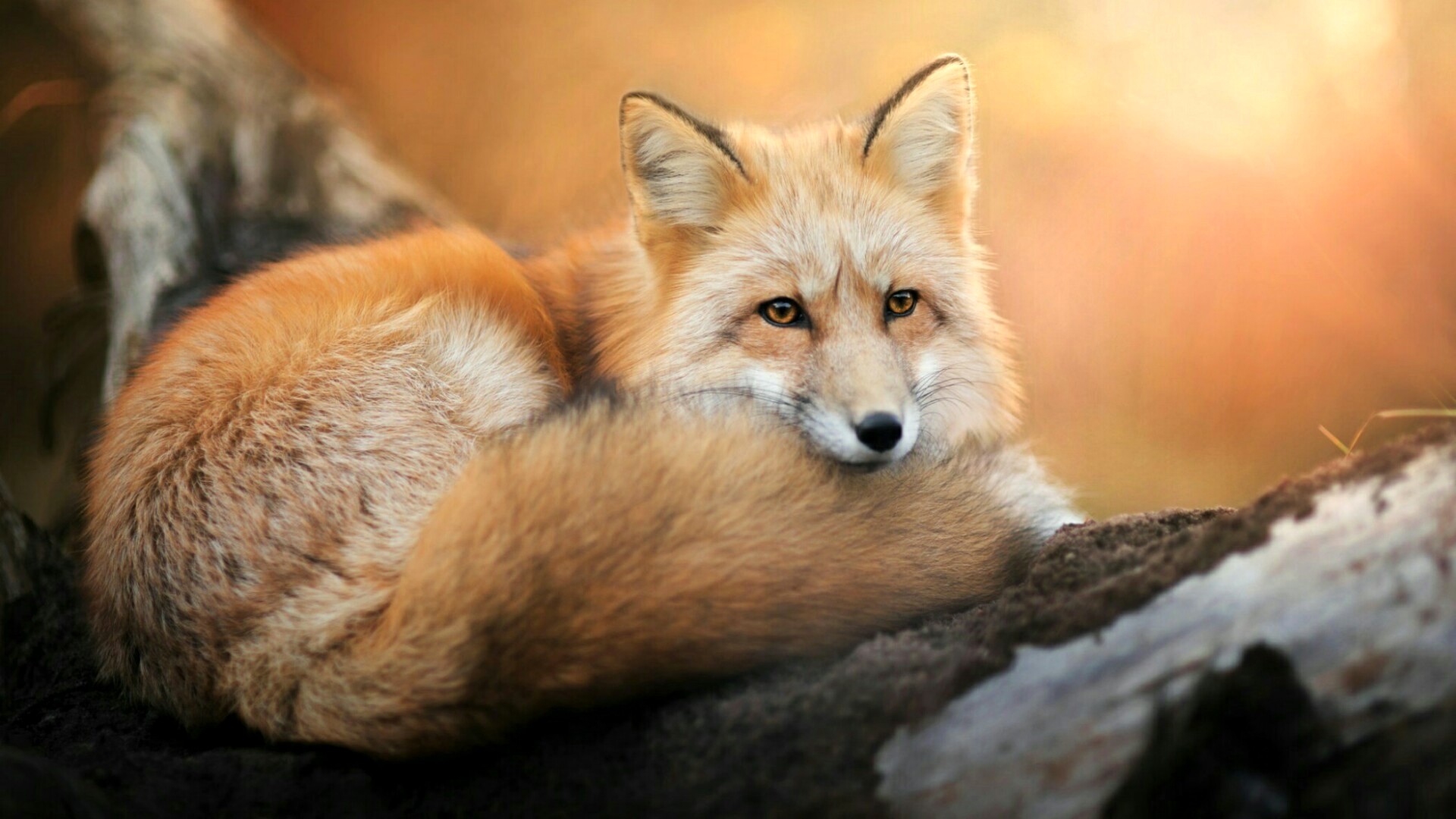 Cool Fox Wallpaper Wallpapers